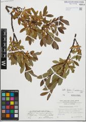 Foto von Salix foetida Schleich. ex DC. x Salix waldsteiniana Willd.